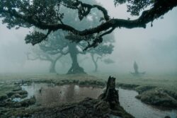 Paysage naturel – Madère – Photographe Sarah Cruchet