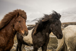 Islande