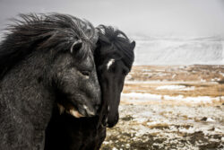 Islande