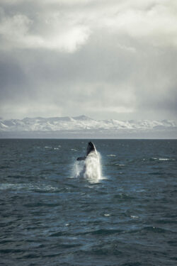 Islande