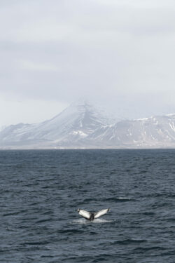 Islande